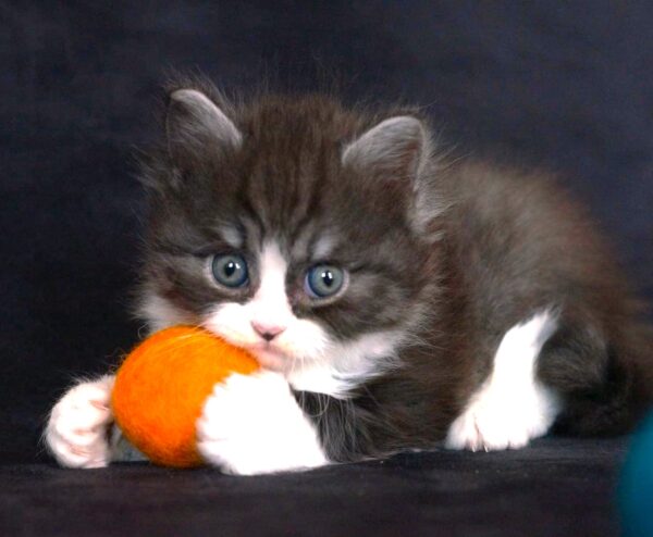 Chaton avec balle en feutre